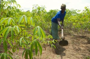 Santa Opio, Global Water Initiative (GWI) "Champion Farmer" collecting cassava in her fields. Subsistence farmers in East Africa are facing huge challenges because of climate variability which means that they often experience a shortage of rainfall in the growing season. They have traditionally relied on rainfall for irrigation, but now need to adopt new techniques to ensure that they can continue to survive and feed their families.