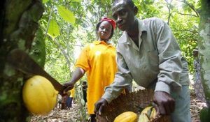 cocoa farmers