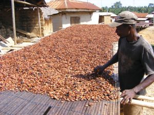 drying cocoa