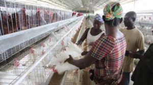 poultry meat