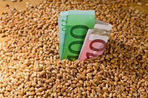 15683818-grains-of-wheat-yields-for-corn-in-agriculture-Stock-Photo