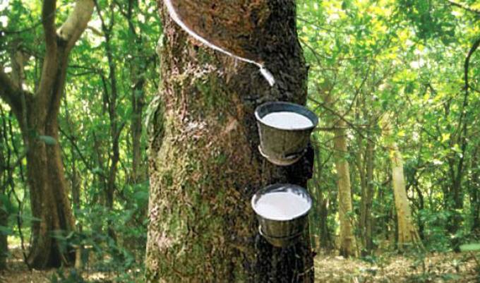 Rubber Tree  Rainforest Alliance